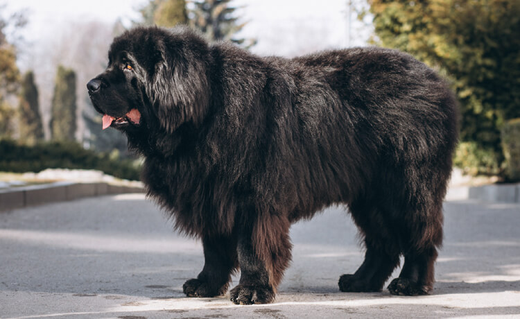 Bergamasco